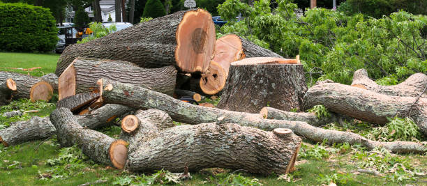 How Our Tree Care Process Works  in  Center Point, IA