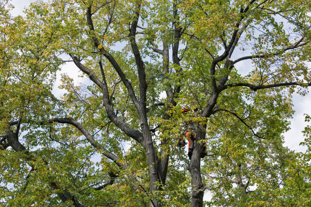 Center Point, IA Tree Services Company